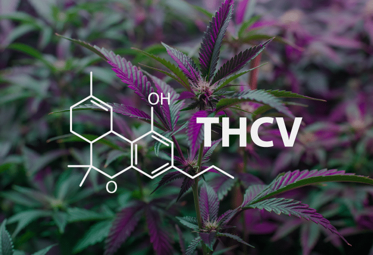 Exploring THCV: The Lesser-Known Cannabinoid